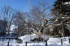 Tourist destination images of Ishiwari-zakura (Cherry Blossom in a Rock Crack)(2)