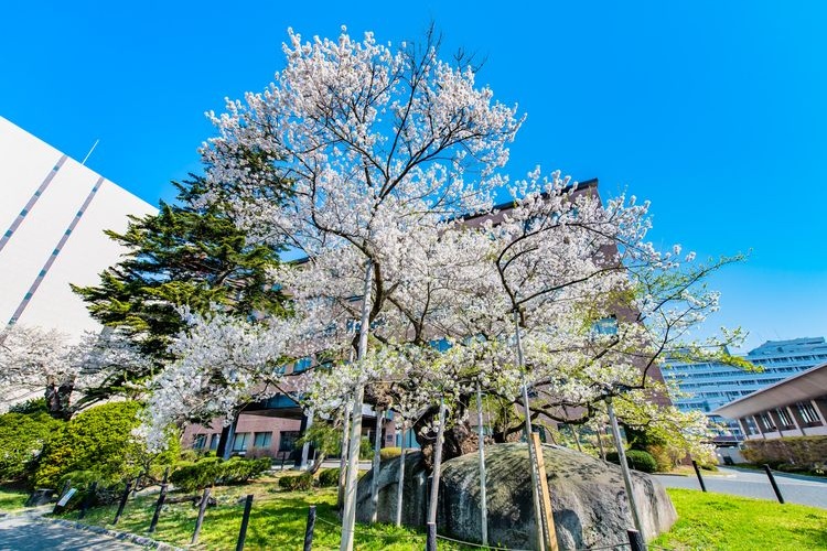 Tourist destination images of Ishiwari-zakura (Cherry Blossom in a Rock Crack)(3)