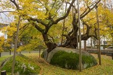 Tourist destination images of Ishiwari-zakura (Cherry Blossom in a Rock Crack)(2)