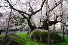 Tourist destination images of Ishiwari-zakura (Cherry Blossom in a Rock Crack)(3)