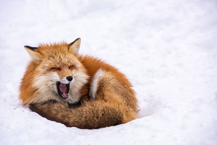 Tourist destination images of Miyagi Zao Kitsunemura (Fox Village)(2)