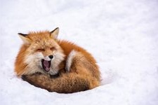Tourist destination images of Miyagi Zao Kitsunemura (Fox Village)(2)
