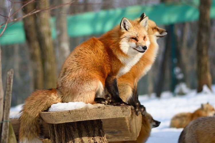 Miyagi Zao Kitsunemura (Fox Village)