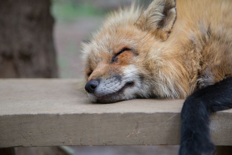 Miyagi Zao Kitsunemura (Fox Village)