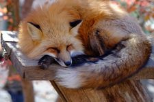 Tourist destination images of Miyagi Zao Kitsunemura (Fox Village)(2)