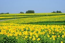 Tourist destination images of Osaki City Sunflower Hill(1)