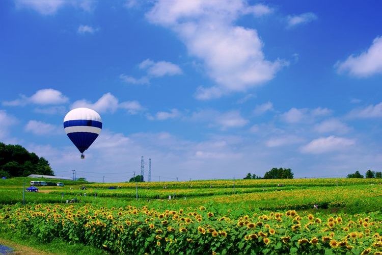 Tourist destination images of Osaki City Sunflower Hill(4)