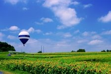 Tourist destination images of Osaki City Sunflower Hill(4)