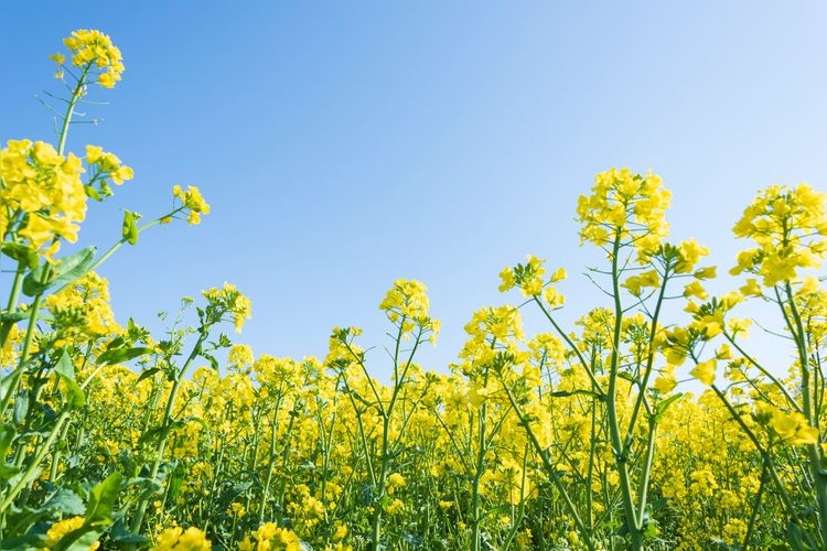 Tourist destination images of Osaki City Sunflower Hill(2)
