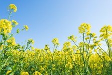 Tourist destination images of Osaki City Sunflower Hill(2)