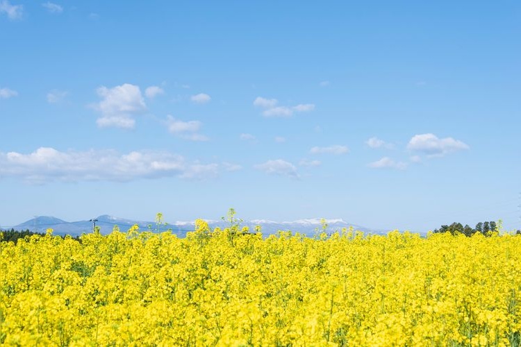 Tourist destination images of Osaki City Sunflower Hill(3)