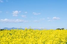 Tourist destination images of Osaki City Sunflower Hill(3)