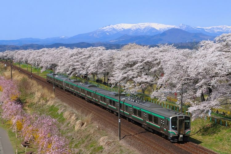 Tourist destination images of Shiroishi Riverbank, Hitome Senbonzakura (Thousand Cherry Trees at a Glance)(3)
