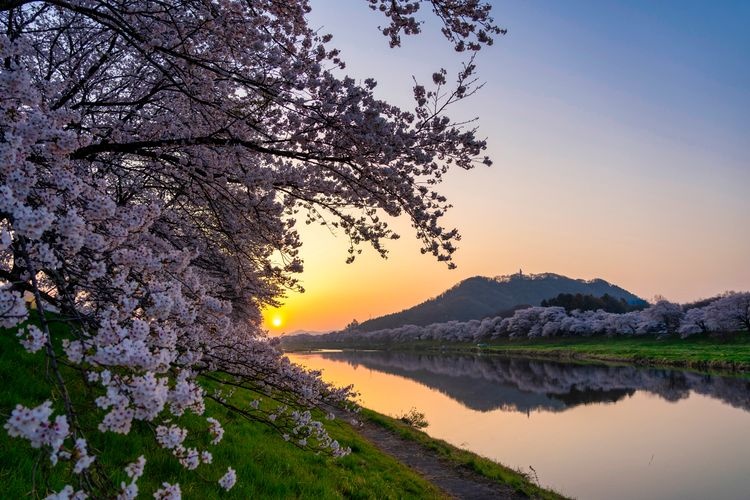 Tourist destination images of Shiroishi Riverbank, Hitome Senbonzakura (Thousand Cherry Trees at a Glance)(5)