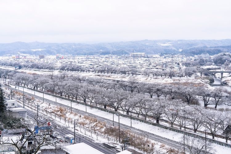 Tourist destination images of Shiroishi Riverbank, Hitome Senbonzakura (Thousand Cherry Trees at a Glance)(2)