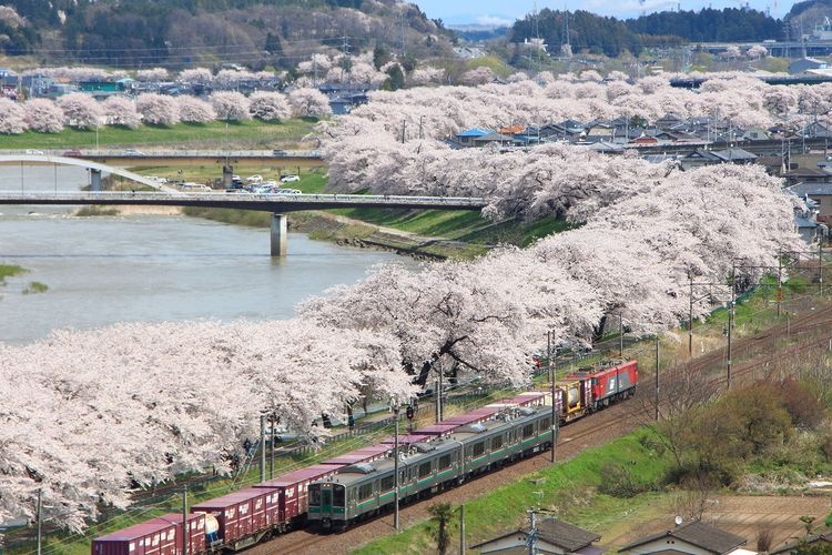 Shiroishi Riverbank, Hitome Senbonzakura (Thousand Cherry Trees at a Glance)