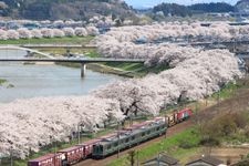 Tourist destination images of Shiroishi Riverbank, Hitome Senbonzakura (Thousand Cherry Trees at a Glance)(1)