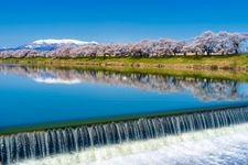 Tourist destination images of Shiroishi Riverbank, Hitome Senbonzakura (Thousand Cherry Trees at a Glance)(4)