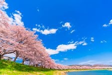 Tourist destination images of Shiroishi Riverbank, Hitome Senbonzakura (Thousand Cherry Trees at a Glance)(2)