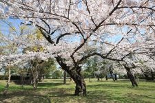 榴岡公園の観光地画像(3)