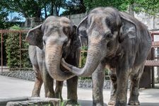 Tourist destination images of Sendai Yagiyama Zoological Park(2)