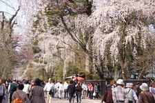 角館（傳統建築物群保存地區）的觀光地圖片(1)