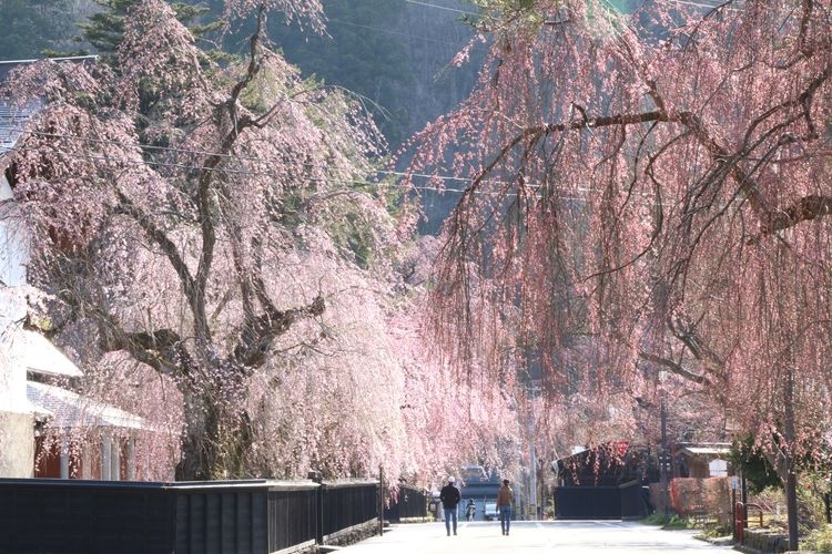 Tourist destination images of Kakunodate-machi(2)