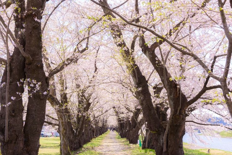 Tourist destination images of Hinokiuchi River(4)