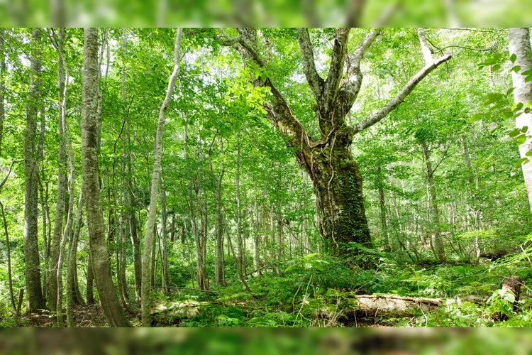Tourist destination images of Gakudai Nature Observation and Education Forest(3)