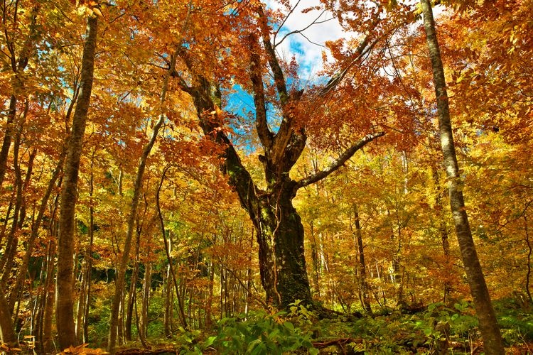 Gakudai Nature Observation and Education Forest
