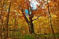 Tourist destination images of Gakudai Nature Observation and Education Forest(1)