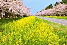 Tourist destination images of Cherry Blossom Avenue and Canola Flower Road(1)