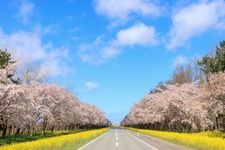 Tourist destination images of Cherry Blossom Avenue and Canola Flower Road(3)