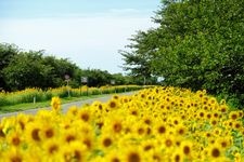 Tourist destination images of Cherry Blossom Avenue and Canola Flower Road(2)