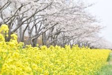 Tourist destination images of Cherry Blossom Avenue and Canola Flower Road(1)