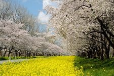 Tourist destination images of Cherry Blossom Avenue and Canola Flower Road(2)