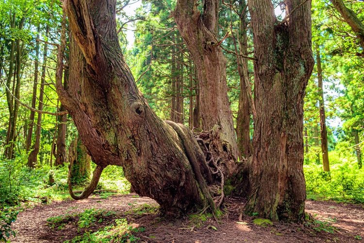 Fantasy Forest (Doyu Cedar Trees)