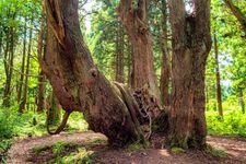 Tourist destination images of Fantasy Forest (Doyu Cedar Trees)(1)