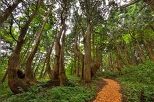 Tourist destination images of Fantasy Forest (Doyu Cedar Trees)(2)