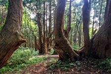 Tourist destination images of Fantasy Forest (Doyu Cedar Trees)(3)