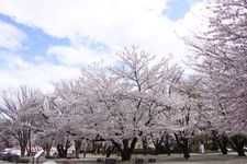 霞城公園（山形城）の観光地画像(1)