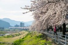 Tourist destination images of Magami-gasaki Sakura Line(2)