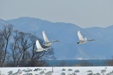 Tourist destination images of Lake Inawashiro(4)