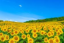 Tourist destination images of Minokura Kogen Flower Field(2)