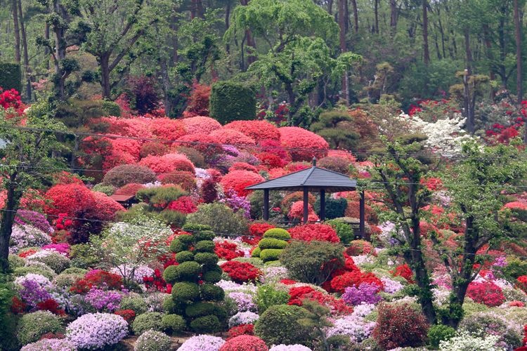 Okuasahara Azalea Garden