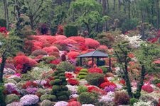 Tourist destination images of Okuasahara Azalea Garden(1)