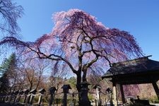 Tourist destination images of Suirakuen Garden(3)