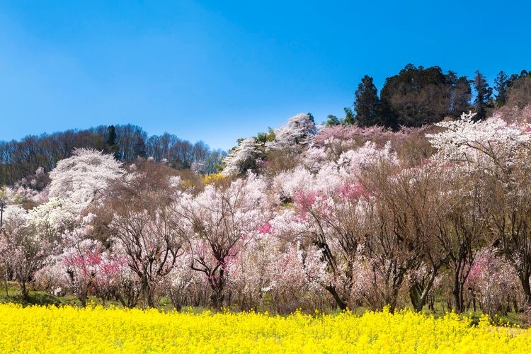 Hanamiyama Park