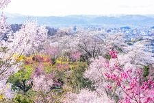 Tourist destination images of Hanamiyama Park(3)