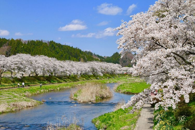 夏井千本桜